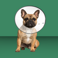 ZenPet E-Collar M