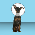 ZenPet E-Collar S
