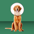 ZenPet E-Collar XL