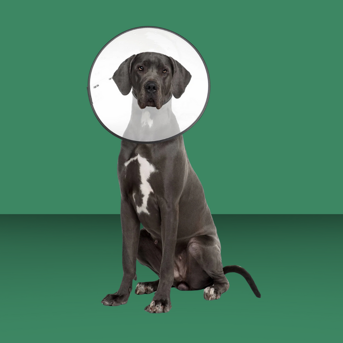 ZenPet E-Collar XXL