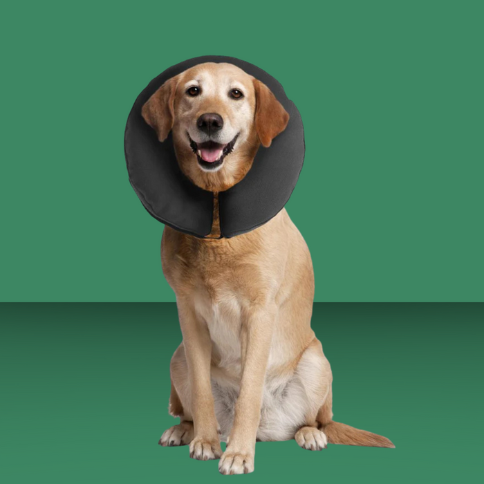 ZenPet Zen Collar Gray XL