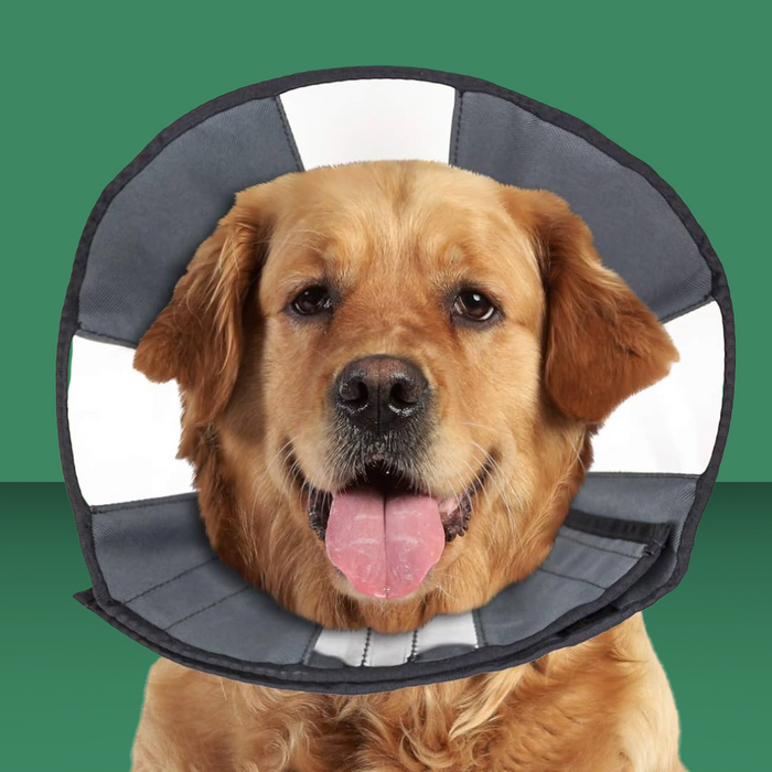 ZenPet Zen Cone Gray XL