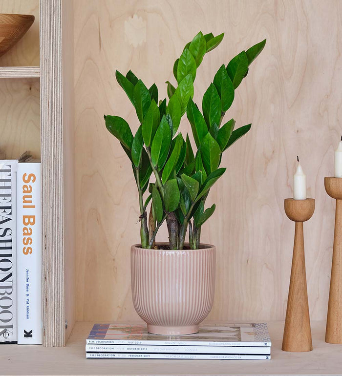ZZ Plant & Pot