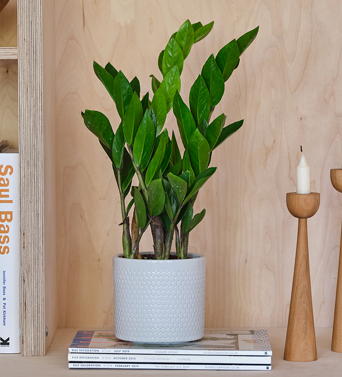 ZZ Plant & Pot
