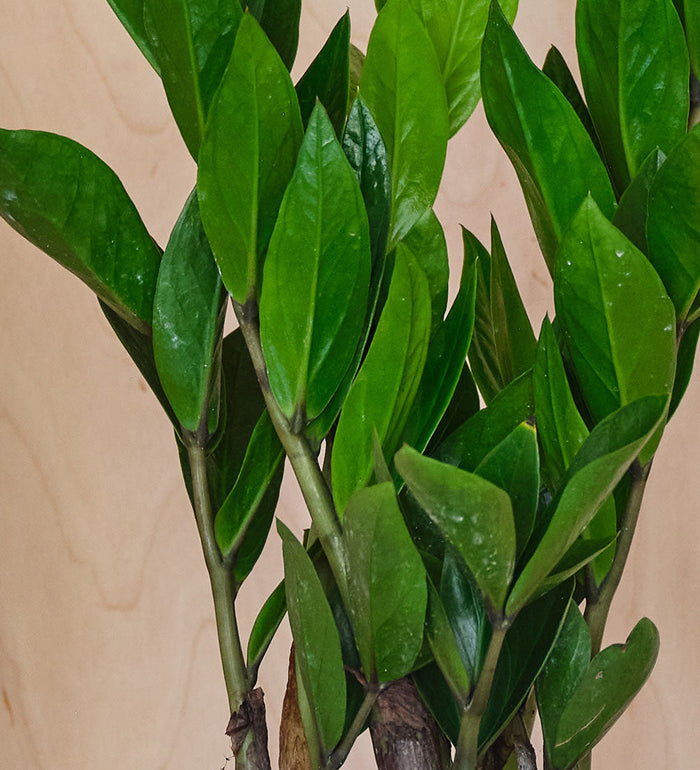 ZZ Plant & Pot